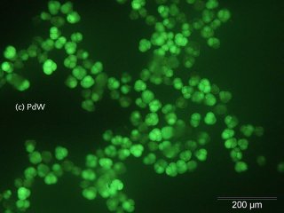 [Bild: Pollentetraden]